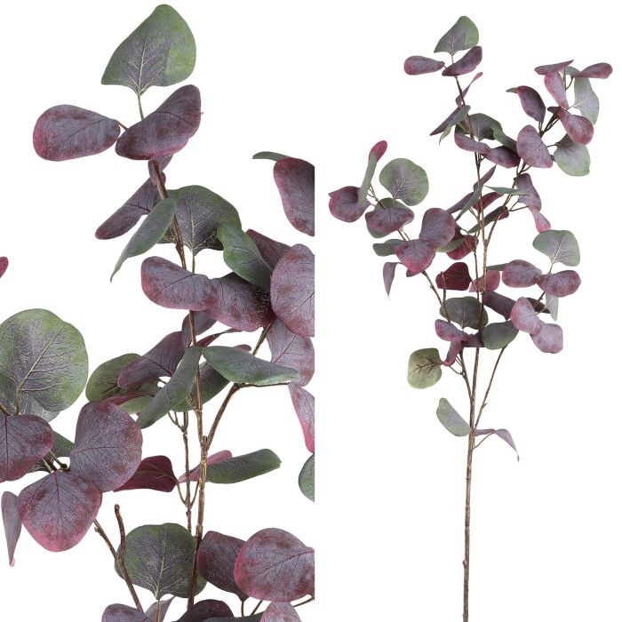 Leaves Plant purple green eucalyptus spray