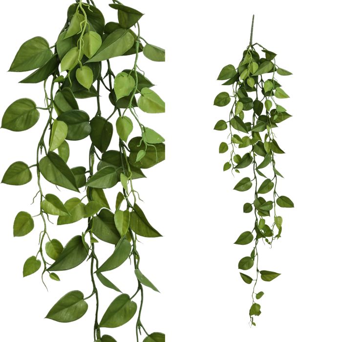 leaves plant green hanging pothos bush