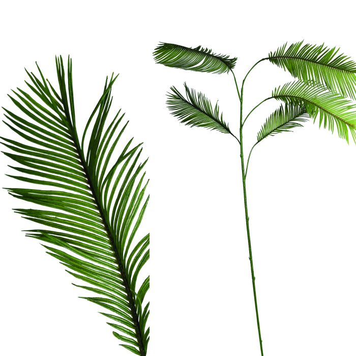 fern plant green cycas leaf Spray s