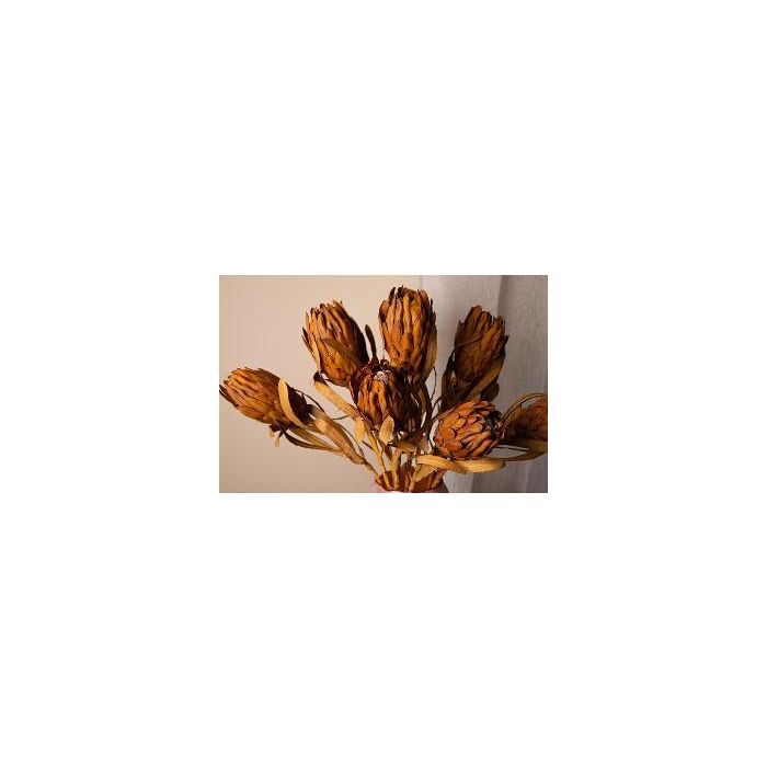 Twig Plant light brown queen protea stem