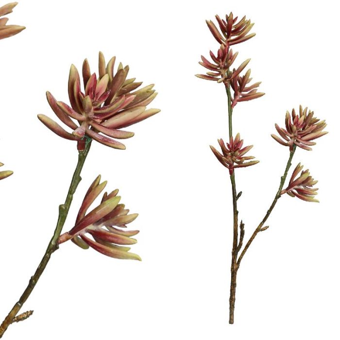 Succulent Plant Rood aloe plicatilistak