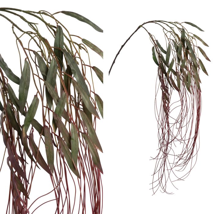 Plant Paars Groen willaag hangende tak