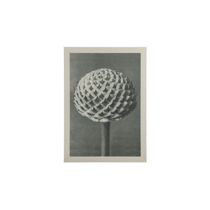 Artwork plantstudie 77 grijs/beige S-MODEL
