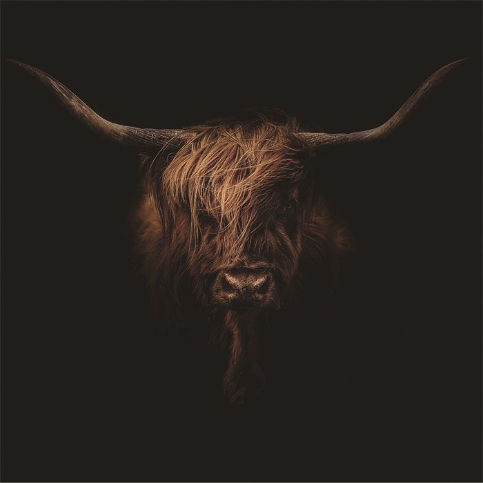 Alu Art Animal