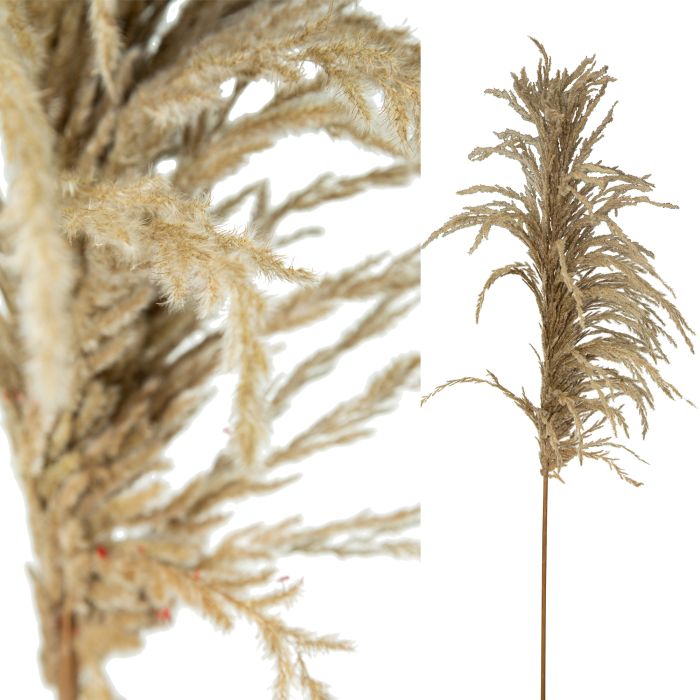 droogbloem pluim naturel 