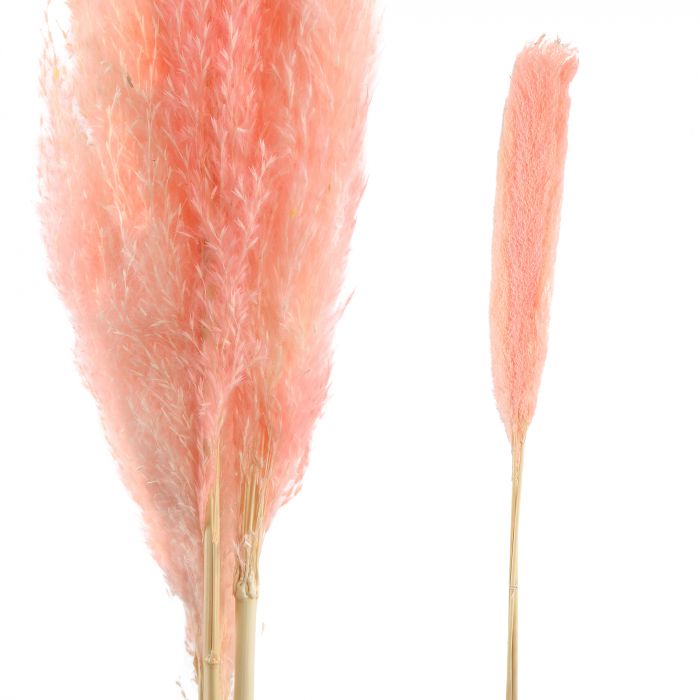 Dried Leaves pink natural pampas grass L