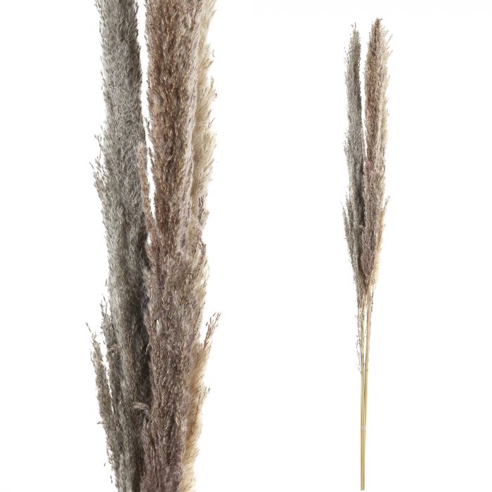Dried Leaves brown natural pampas grass L