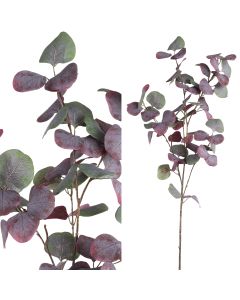 Leaves Plant purple green eucalyptus spray