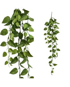 leaves plant green hanging pothos bush