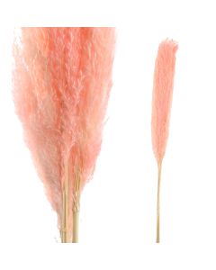 Dried Leaves pink natural pampas grass L