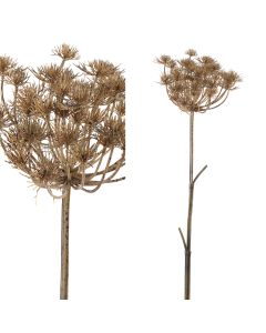 Twig plant light brown large queen annes lace stem 