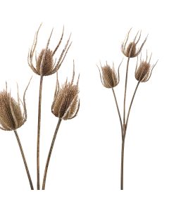 Thistle Plant light brown thistle bundle