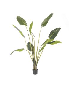 Strelitzia - large - 220cm