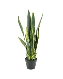  Sansevieria - large - 133cm