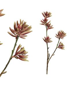 Succulent Plant Rood aloe plicatilistak