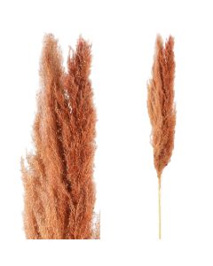 Droogbloem pluim roodbruin 