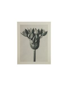 Artwork plantstudie 94 grijs/beige S-MODEL