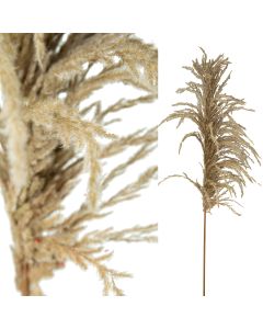 droogbloem pluim naturel 