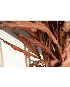 Dried Leaves brown dried leaves bundle