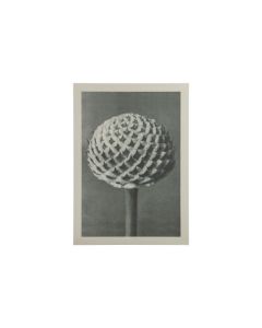 Artwork plantstudie 77 grijs/beige S-MODEL