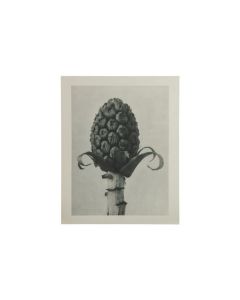 Artwork plantstudie 60 grijs/beige S-MODEL