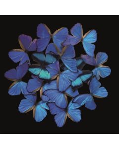 Alu Art Butterfly
