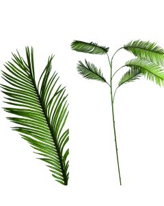 Fern plant groen cycas