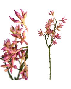 Twig plant peach eucalyptus