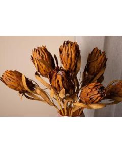 Twig Plant light brown queen protea stem