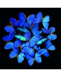 Alu Art Butterfly