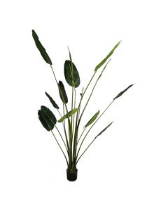 Plant palm met zwarte pot / 213 cm 