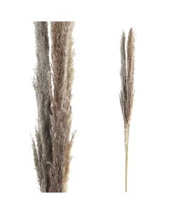Dried Leaves brown natural pampas grass L