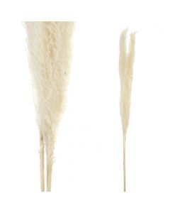 Dried Leaves white natural pampas grass L